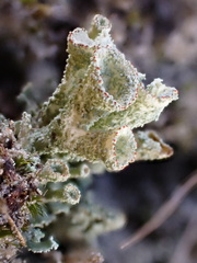Cladonia coccifera