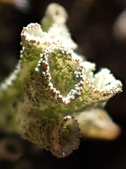 Cladonia coccifera