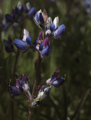 Lupinus bicolor