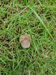 Mycena holoporphyra
