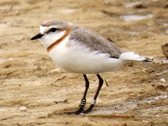 Charadrius pallidus pallidus