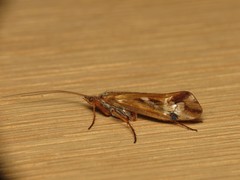 Limnephilus binotatus