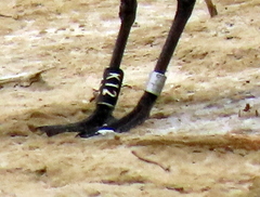 Charadrius pallidus pallidus