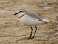 Charadrius pallidus pallidus