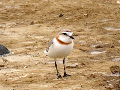 Charadrius pallidus pallidus