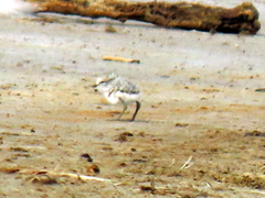 Charadrius pallidus