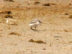 Charadrius pallidus