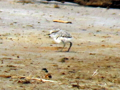 Charadrius pallidus