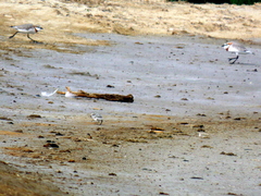 Charadrius pallidus