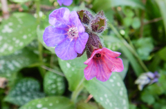 Pulmonaria officinalis