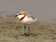Charadrius pallidus pallidus