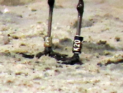 Charadrius pallidus pallidus