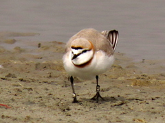 Charadrius pallidus pallidus