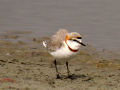 Charadrius pallidus pallidus