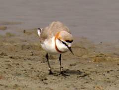Charadrius pallidus pallidus