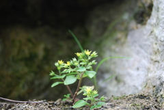 Sedum stellariifolium