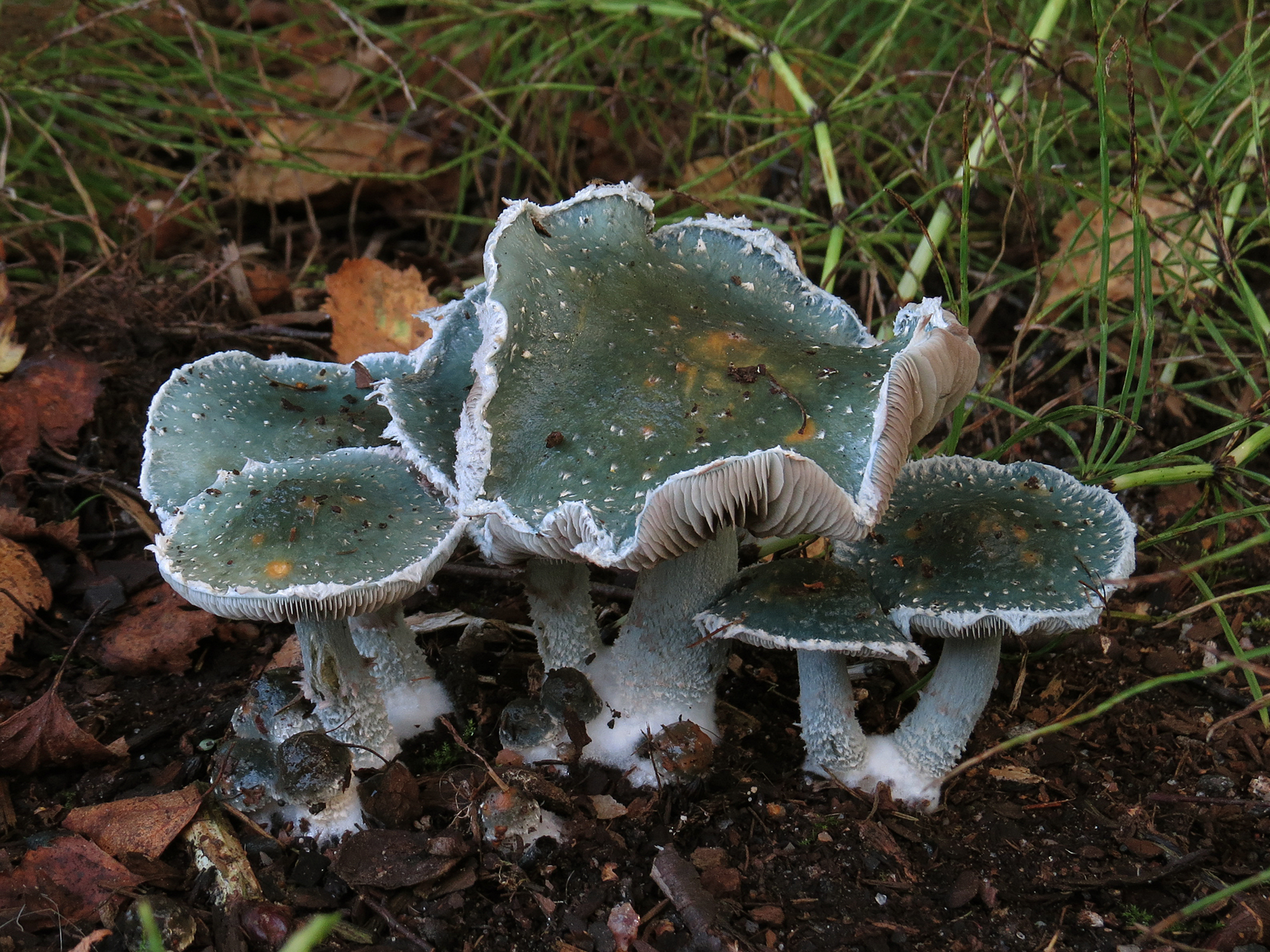 Stropharia caerulea image