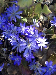 Hepatica transsilvanica