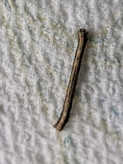Peribatodes rhomboidaria