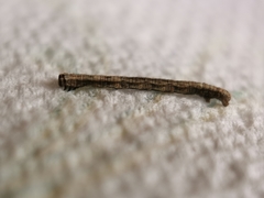 Peribatodes rhomboidaria
