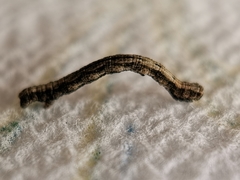 Peribatodes rhomboidaria