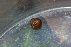 Euconulus fulvus