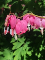 Lamprocapnos spectabilis