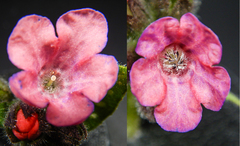 Pulmonaria officinalis