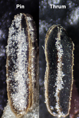 Pulmonaria officinalis