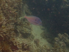 Nemadactylus valenciennesi
