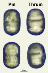 Pulmonaria officinalis