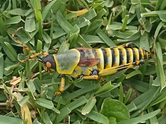 Zonocerus