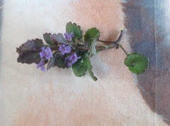 Glechoma hederacea