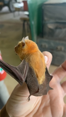 Orange Leaf-nosed Bat
