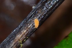 Bilobella