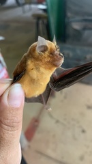 Rhinonicteris aurantia