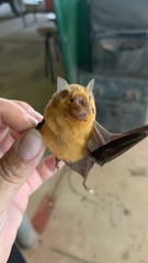 Rhinonicteris aurantia