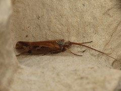 Limnephilus binotatus