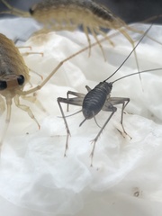 Parapteronemobius sazanami