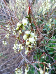 Stachyurus