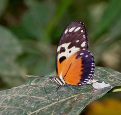 Heliconius hecale melicerta