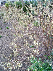 Stachyurus