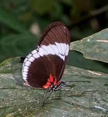 Heliconius sapho sapho