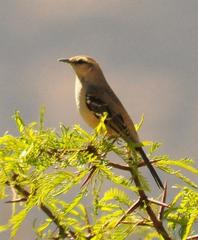 Mimus dorsalis