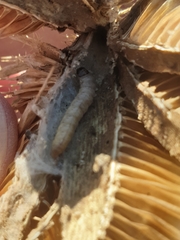 Endothenia gentianaeana