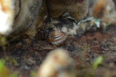 Euconulus fulvus
