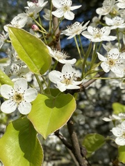 Pyrus communis