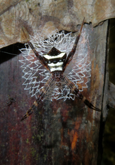 Argiope reinwardti