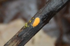 Bilobella
