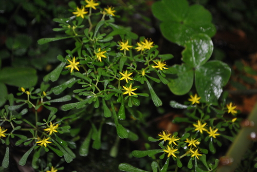 Sedum triactina